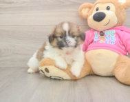 6 week old Shih Pom Puppy For Sale - Premier Pups