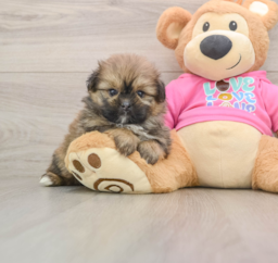 5 week old Shih Pom Puppy For Sale - Premier Pups