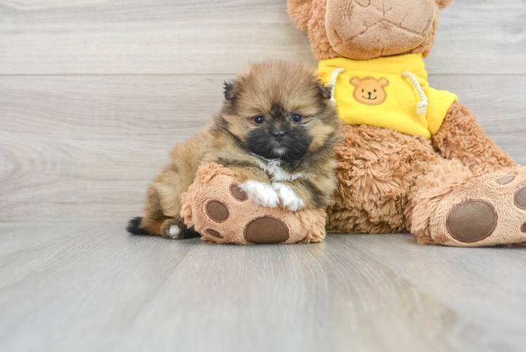 Petite Shih Pom Designer Pup