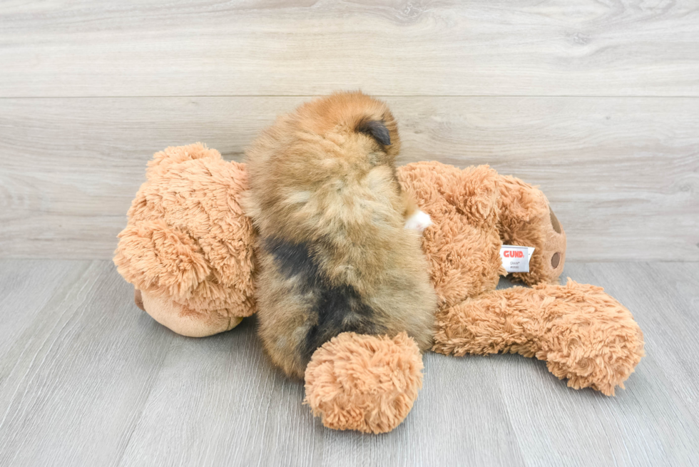 Shih Pom Puppy for Adoption