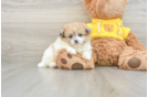 Shih Pom Pup Being Cute