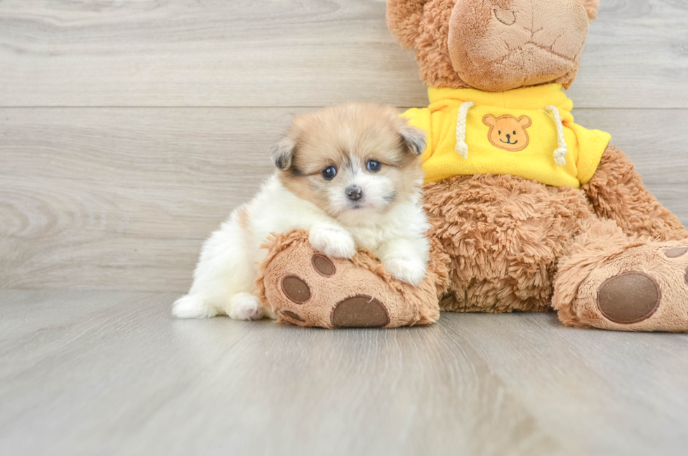 5 week old Shih Pom Puppy For Sale - Premier Pups