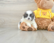 7 week old Shih Pom Puppy For Sale - Premier Pups