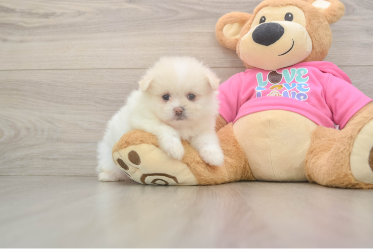 Petite Shih Pom Designer Pup