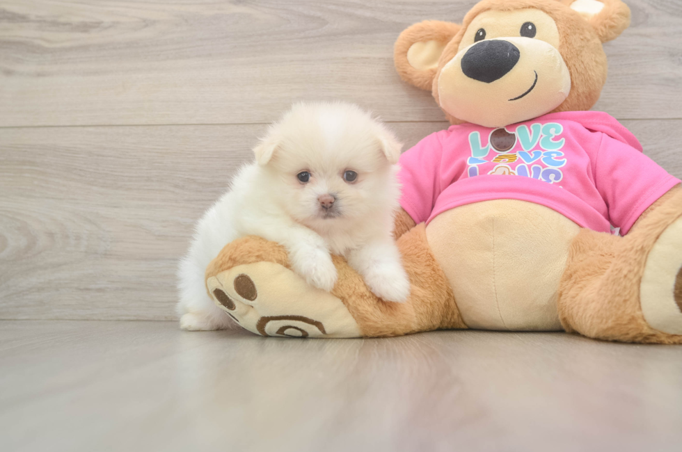 6 week old Shih Pom Puppy For Sale - Premier Pups
