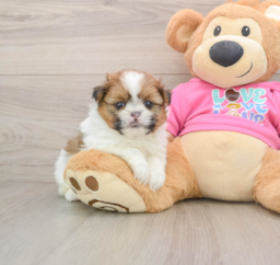 5 week old Shih Pom Puppy For Sale - Premier Pups