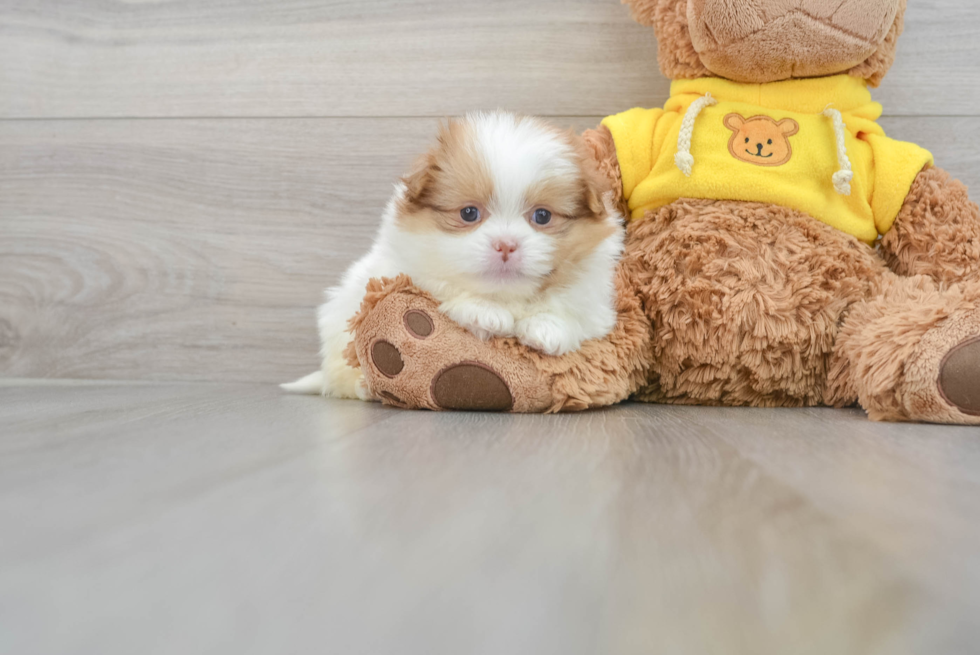 Small Shih Pom Baby