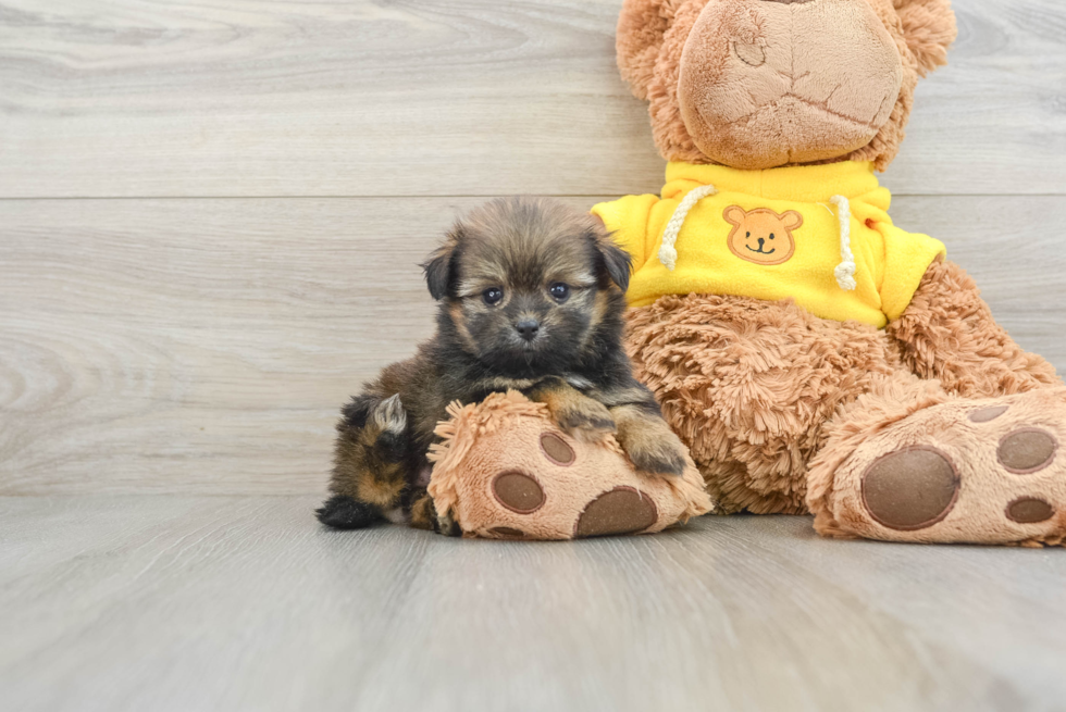 Smart Shih Pom Designer Pup