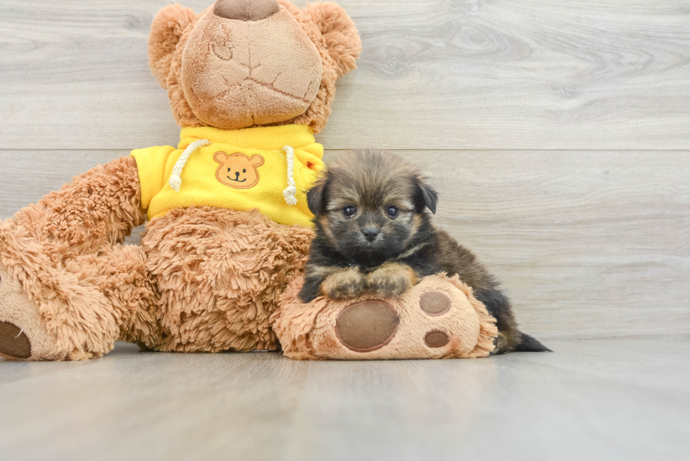 Cute Shih Pom Baby