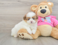 5 week old Shih Pom Puppy For Sale - Premier Pups