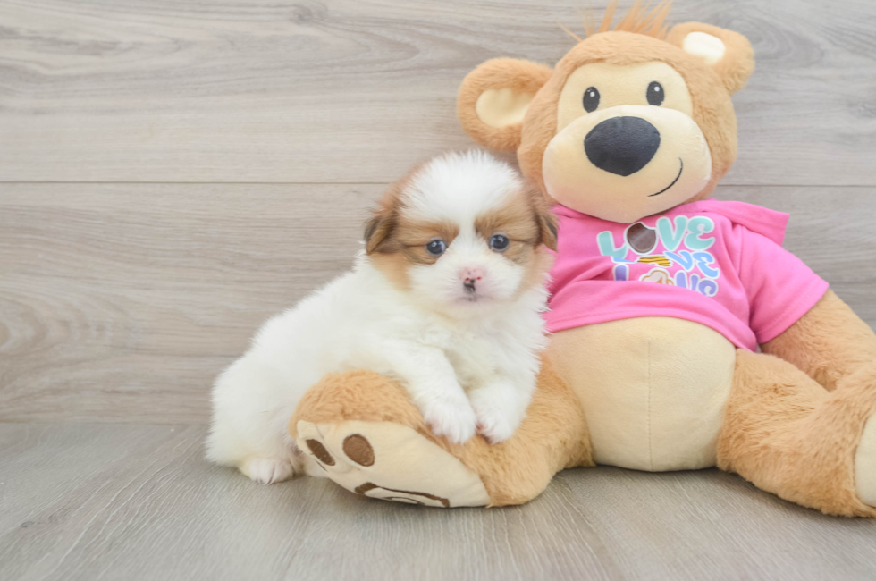 6 week old Shih Pom Puppy For Sale - Premier Pups