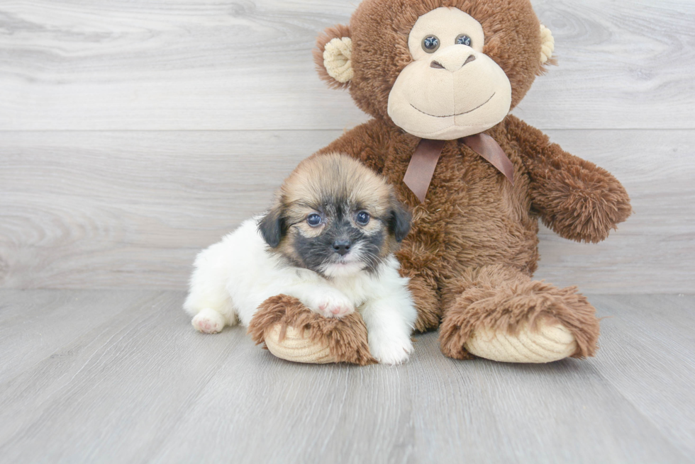 Shih Pom Pup Being Cute