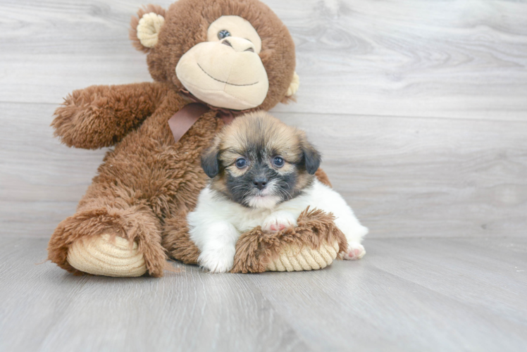 Happy Shih Pom Baby