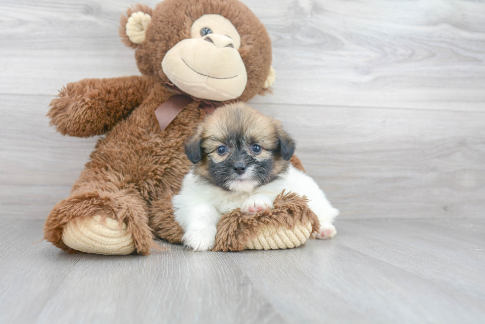 Happy Shih Pom Baby