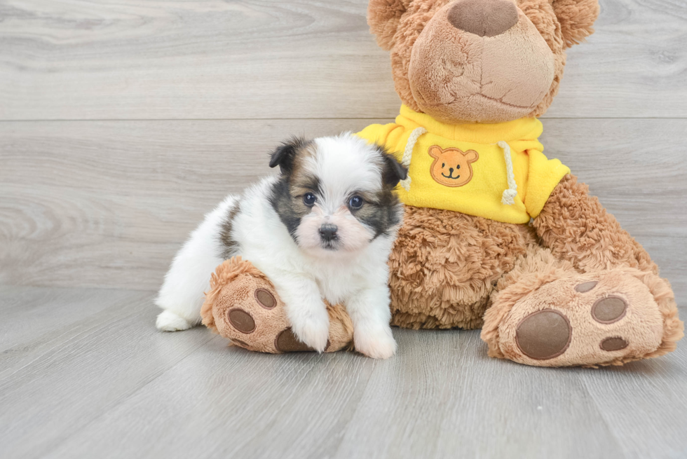 Hypoallergenic Pom Tzu Designer Puppy