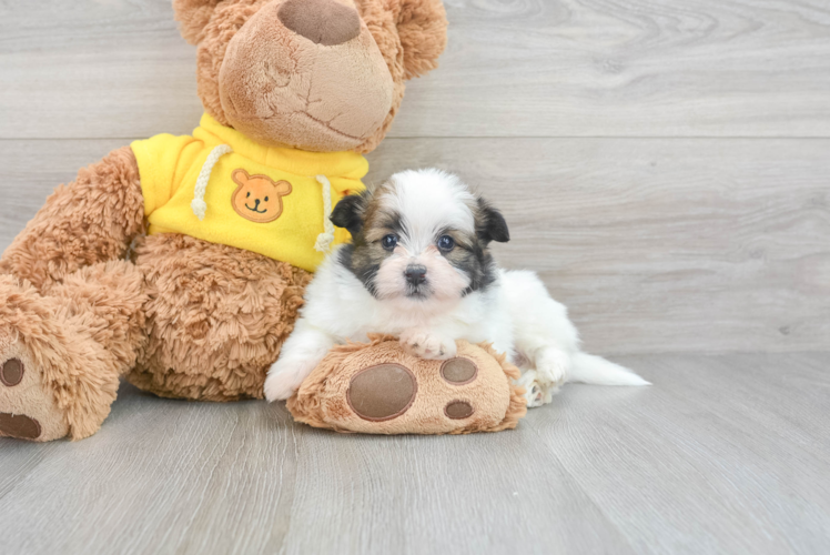 Small Shih Pom Baby