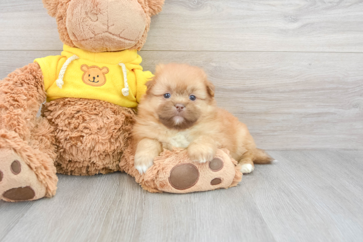 Best Shih Pom Baby