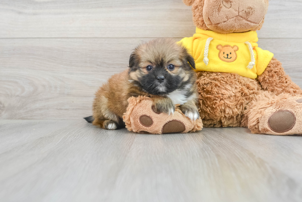 Popular Shih Pom Designer Pup