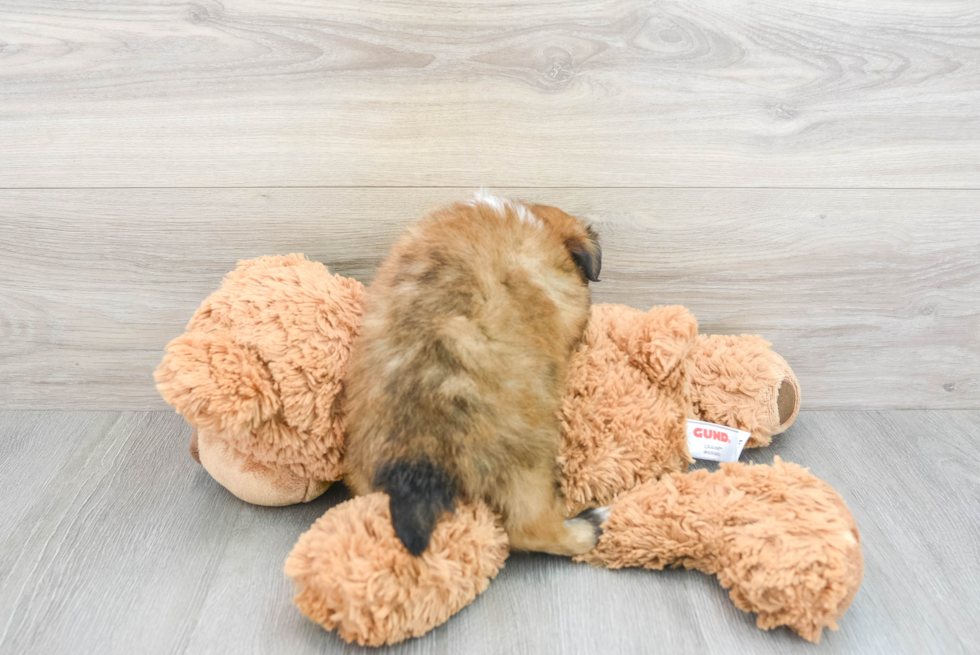 Shih Pom Pup Being Cute