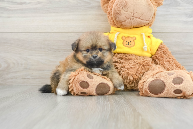 Popular Shih Pom Designer Pup