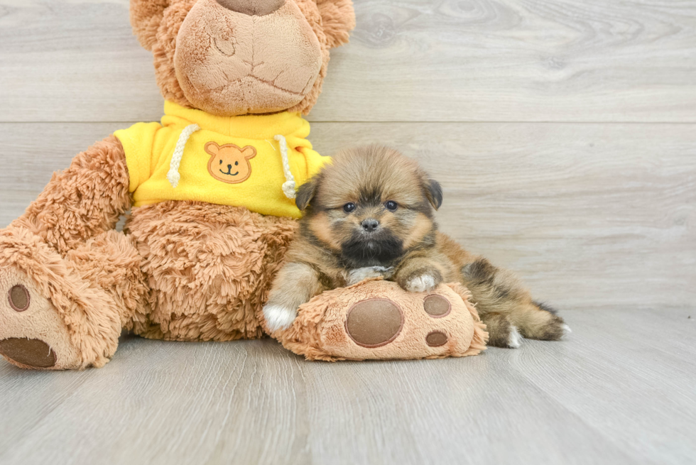 Shih Pom Pup Being Cute