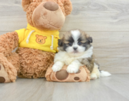 6 week old Shih Pom Puppy For Sale - Premier Pups