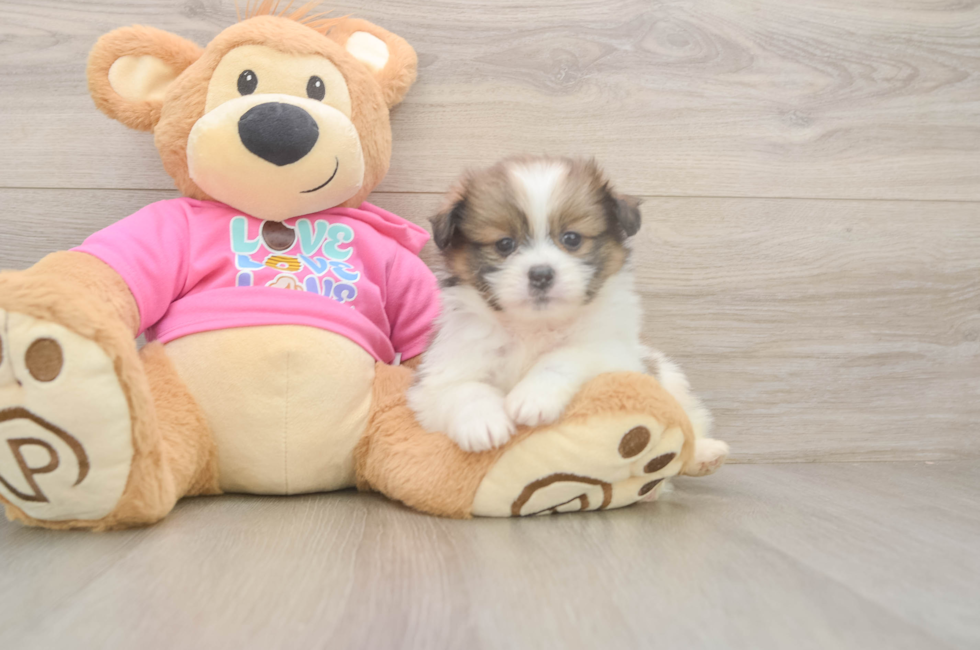 6 week old Shih Pom Puppy For Sale - Premier Pups