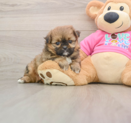 5 week old Shih Pom Puppy For Sale - Premier Pups