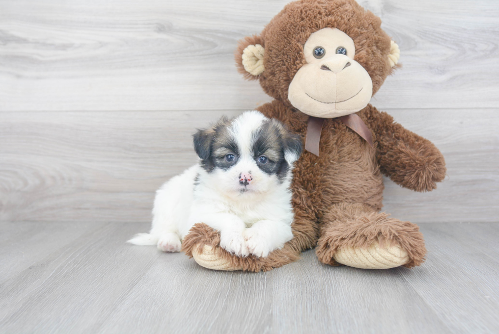 Happy Shih Pom Baby