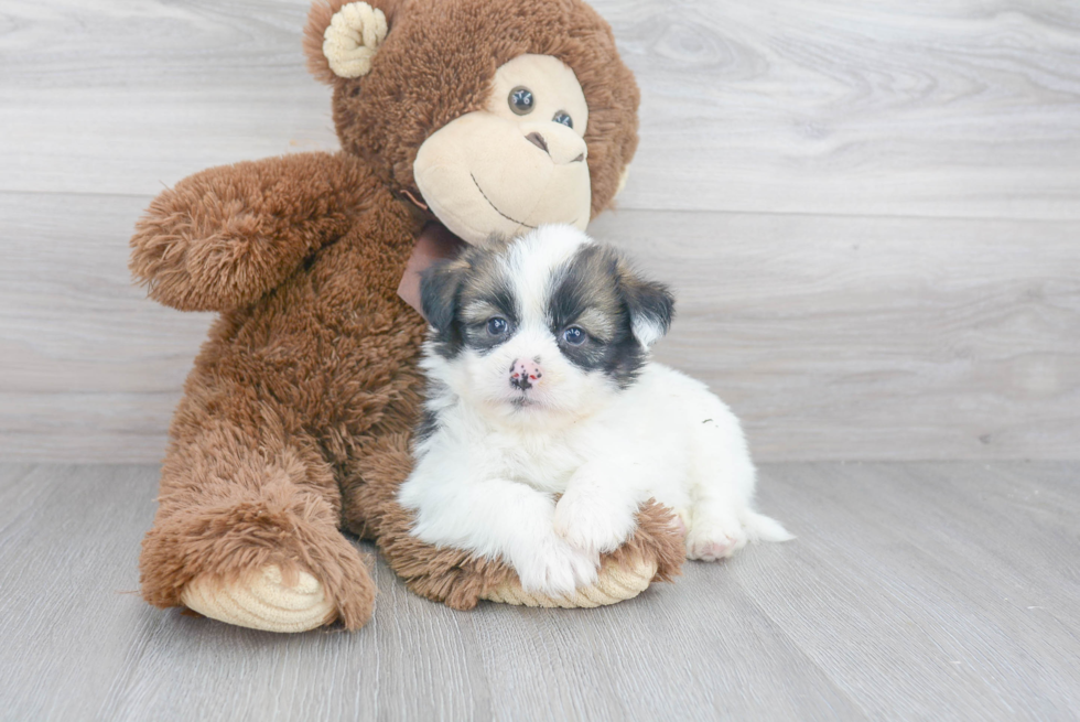 Funny Shih Pom Designer Pup