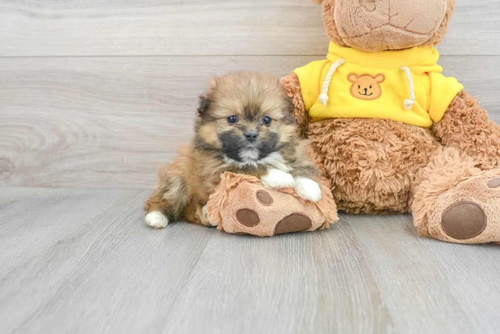 Shih Pom Pup Being Cute