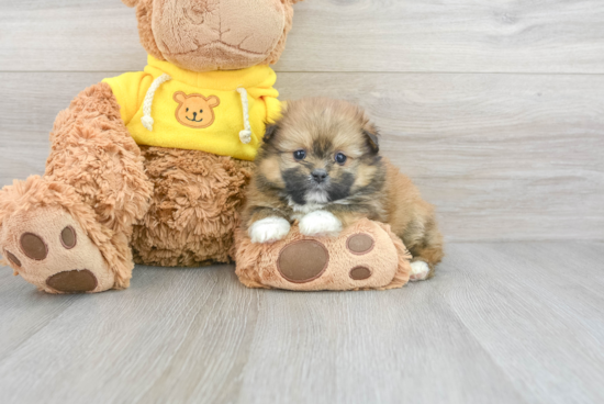 Shih Pom Pup Being Cute