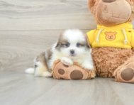 8 week old Shih Pom Puppy For Sale - Premier Pups