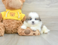 6 week old Shih Pom Puppy For Sale - Premier Pups