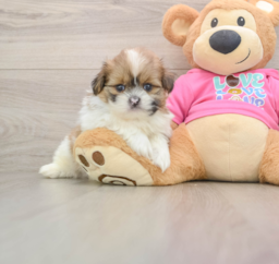 5 week old Shih Pom Puppy For Sale - Premier Pups