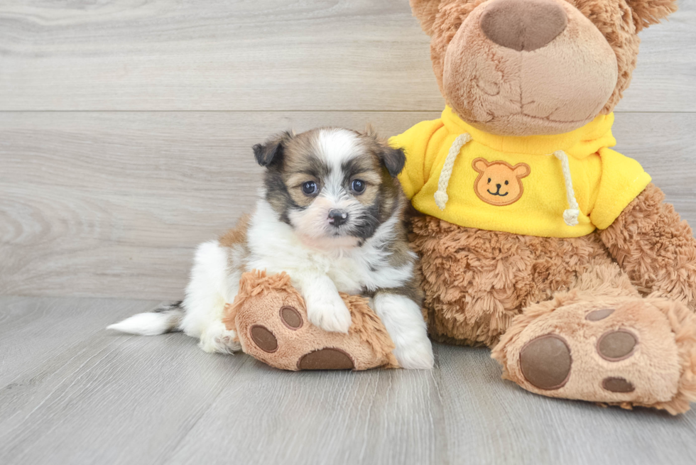 Shih Pom Puppy for Adoption