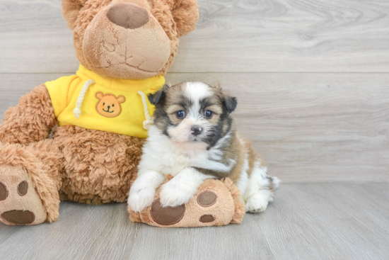 Shih Pom Pup Being Cute