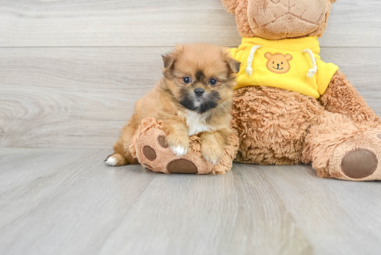 Sweet Shih Pom Baby