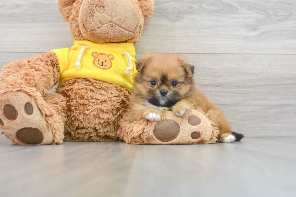 Shih Pom Pup Being Cute