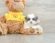 6 week old Shih Pom Puppy For Sale - Premier Pups