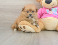 5 week old Shih Pom Puppy For Sale - Premier Pups