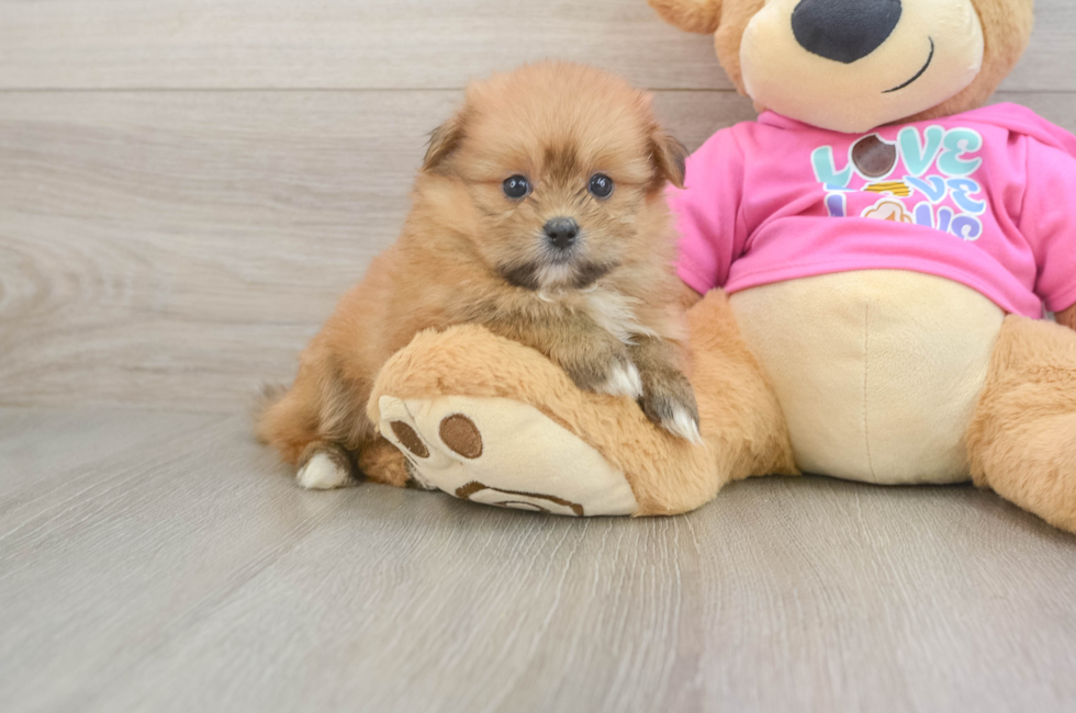 6 week old Shih Pom Puppy For Sale - Premier Pups