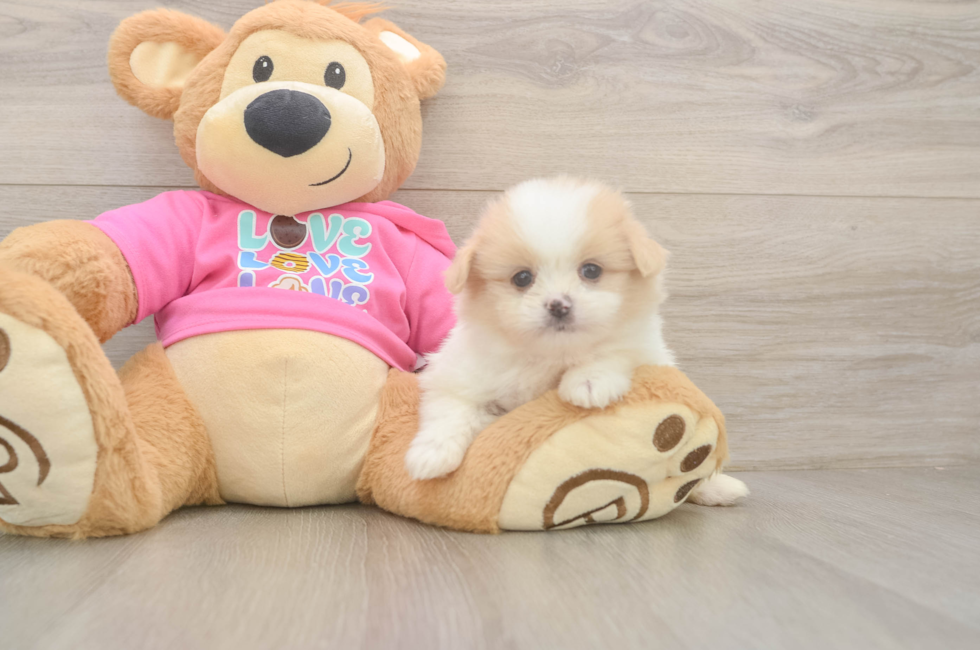 6 week old Shih Pom Puppy For Sale - Premier Pups