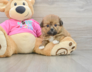 5 week old Shih Pom Puppy For Sale - Premier Pups