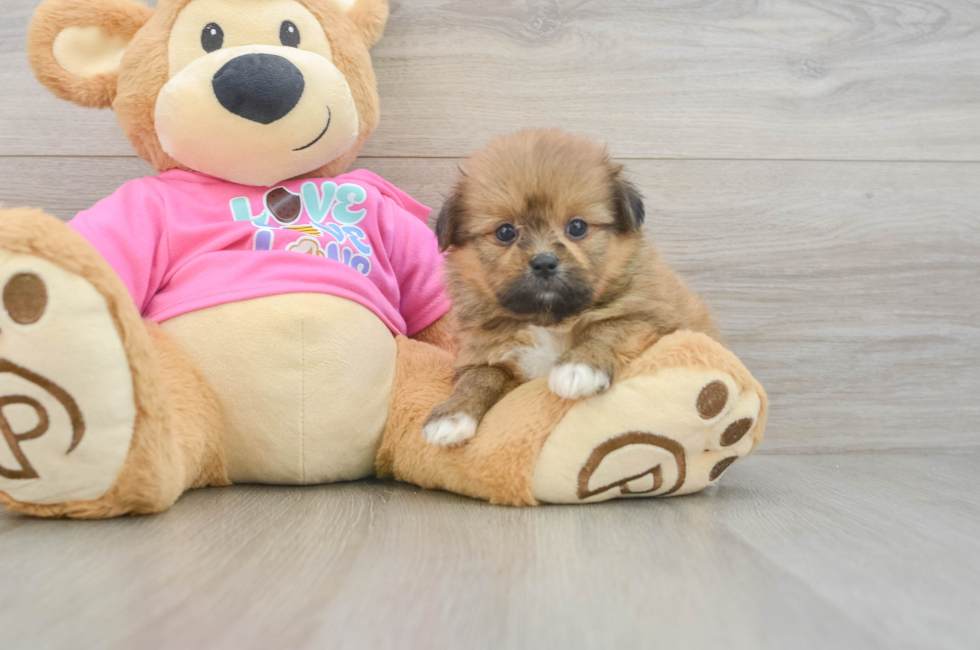 6 week old Shih Pom Puppy For Sale - Premier Pups