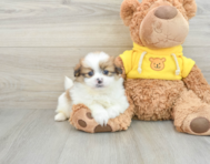 7 week old Shih Pom Puppy For Sale - Premier Pups