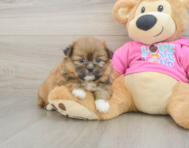 5 week old Shih Pom Puppy For Sale - Premier Pups
