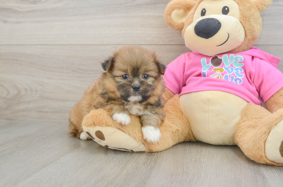 6 week old Shih Pom Puppy For Sale - Premier Pups