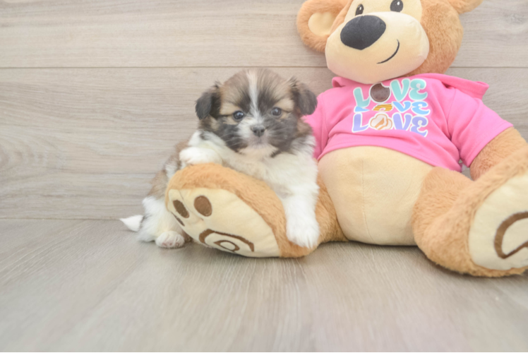 Funny Shih Pom Designer Pup
