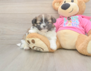 5 week old Shih Pom Puppy For Sale - Premier Pups